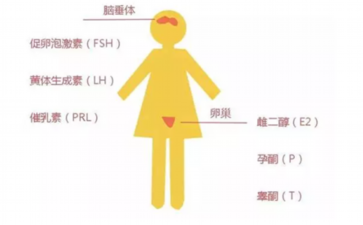 2026宫寒会导致不孕不育吗？深度解析宫寒调理与辅助生殖方案